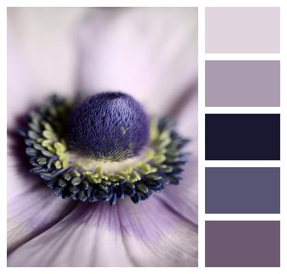 Anemone Purple Flower Flower Image